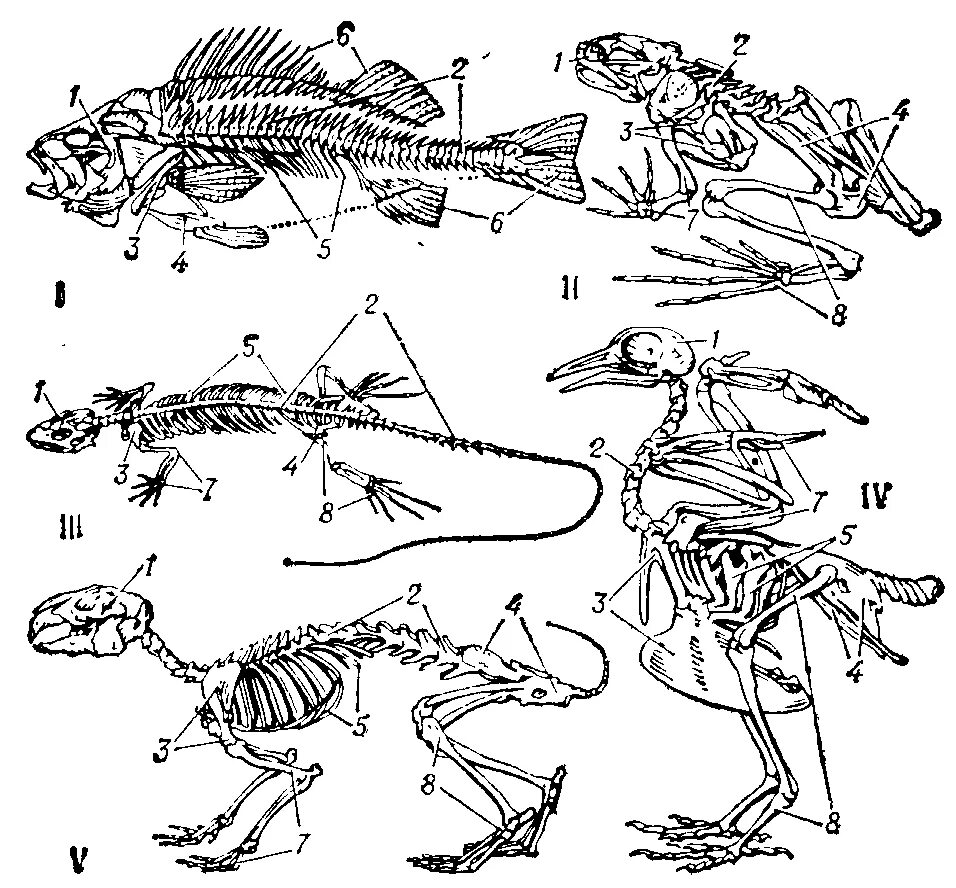 Строение скелета земноводных опорно двигательная система. Опорно-двигательная система позвоночных схема. Эволюция скелета позвоночных. Кости позвоночных животных Тип скелета.