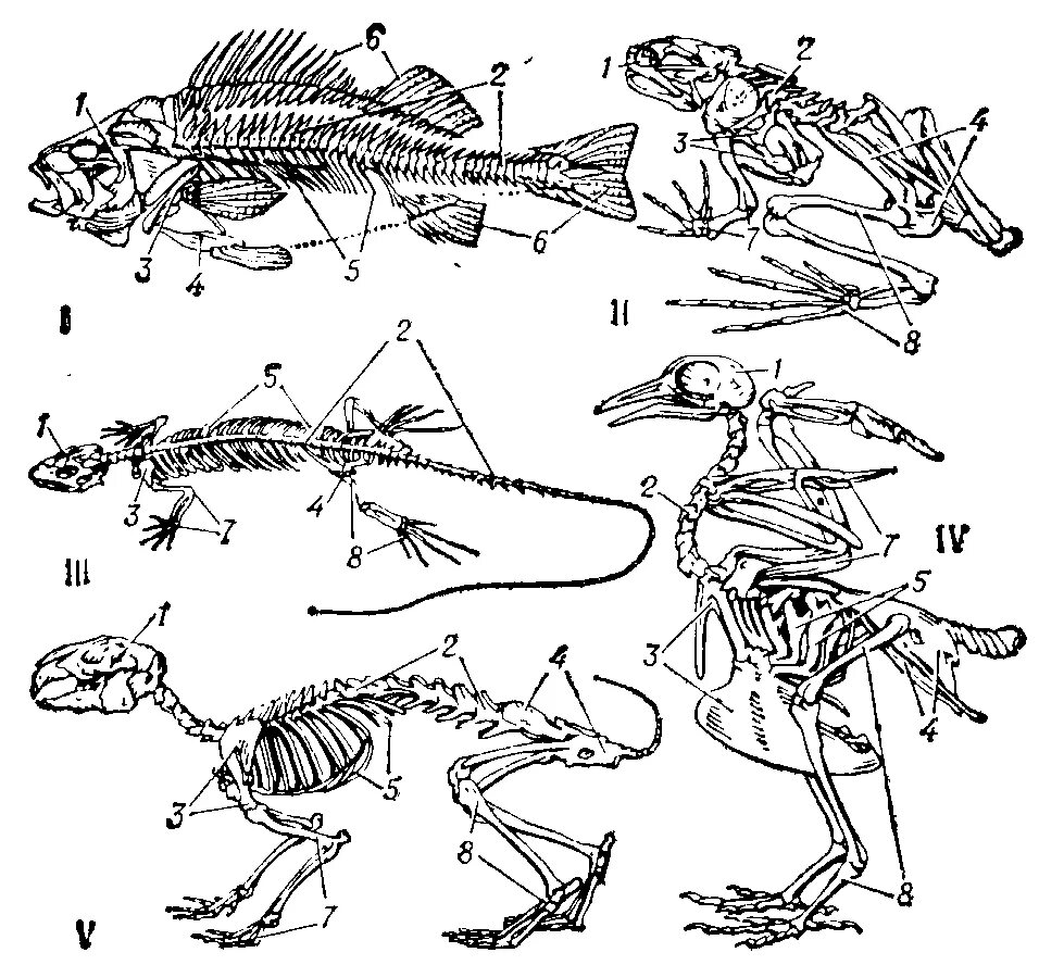 Строение скелета земноводных опорно двигательная система. Опорно-двигательная система позвоночных схема. Эволюция скелета позвоночных. Кости позвоночных животных Тип скелета. Конечности беспозвоночных