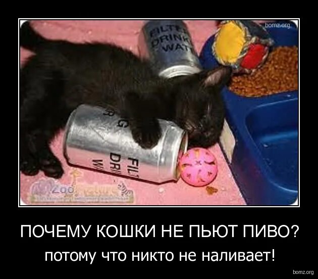 Кот не пьет воду. Жажда у кошек. Никто не наливает картинки. Кошка пьет воду лапой. Кошка не пьёт воду из миски.