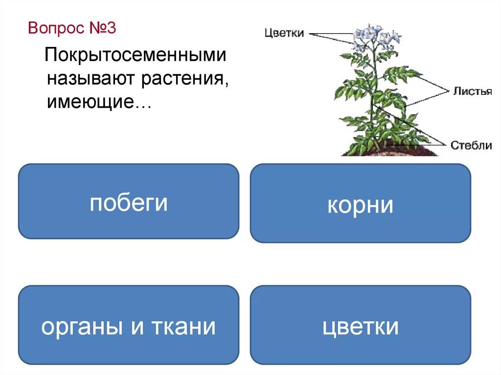 Царство растения ОГЭ. Царство растений ОГЭ биология теория. Царство растения ОГЭ биология. Классификация растений ОГЭ.