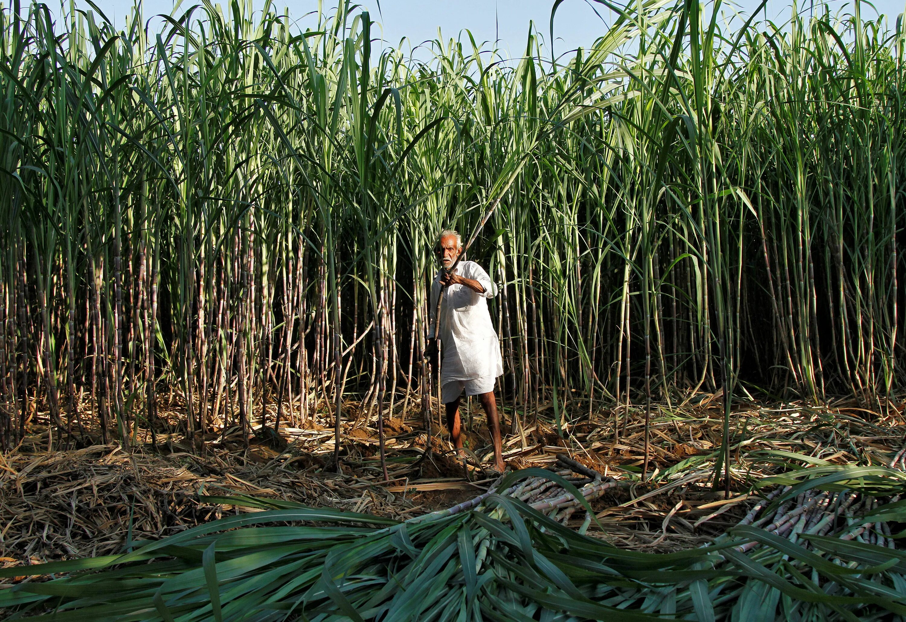 Культура и где растет. Плантации сахарного тростника в Бразилии. Сахарный тростник в Бразилии. Плантация сахарного тростника в Индии. Растение Индии сахарный тростник.