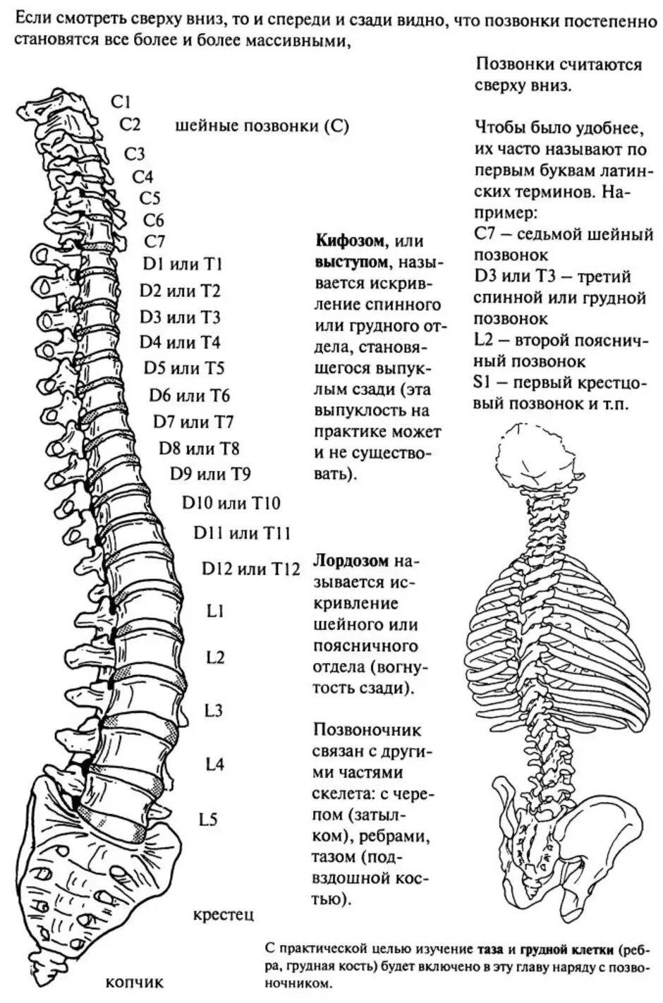 Снизу строение позвоночника. Схема позвоночника с нумерацией позвонков человека. Сколько позвонков содержит позвоночник