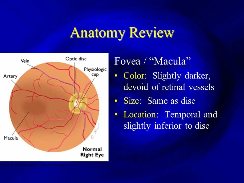 Прима макула. Макула и фовеа. Macula lutea анатомия. Макула фовеа фовеола сетчатки. Fovea анатомия.
