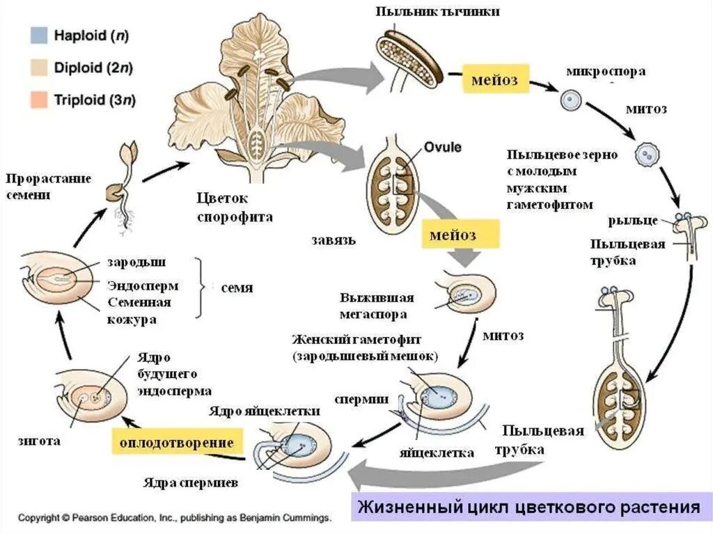 Жизненный цикл покрытосеменных схема. Цикл развития покрытосеменных схема. Цикл развития цветкового растения схема. Цикл развития покрытосеменных растений. Пыльцевое зерно гаметофит