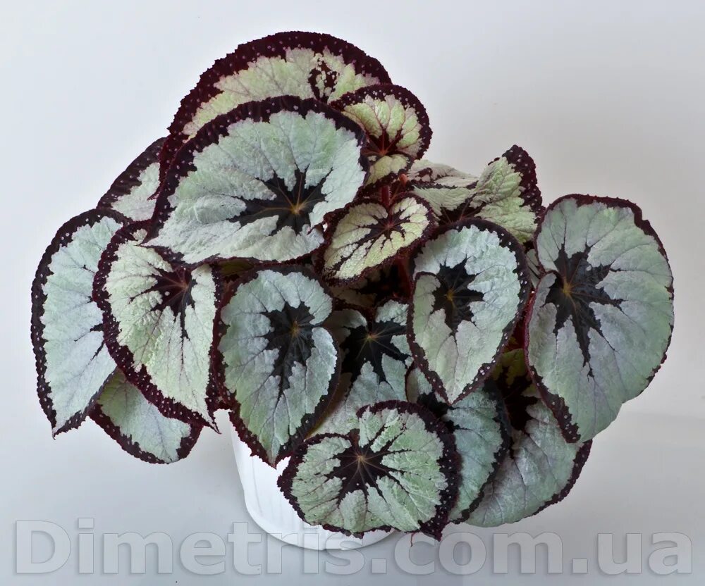 Бегония белые листья. Бегония декоративная лиственная. Бегония тростниковая кейн. Бегония ризомная. Бегония silver queen.