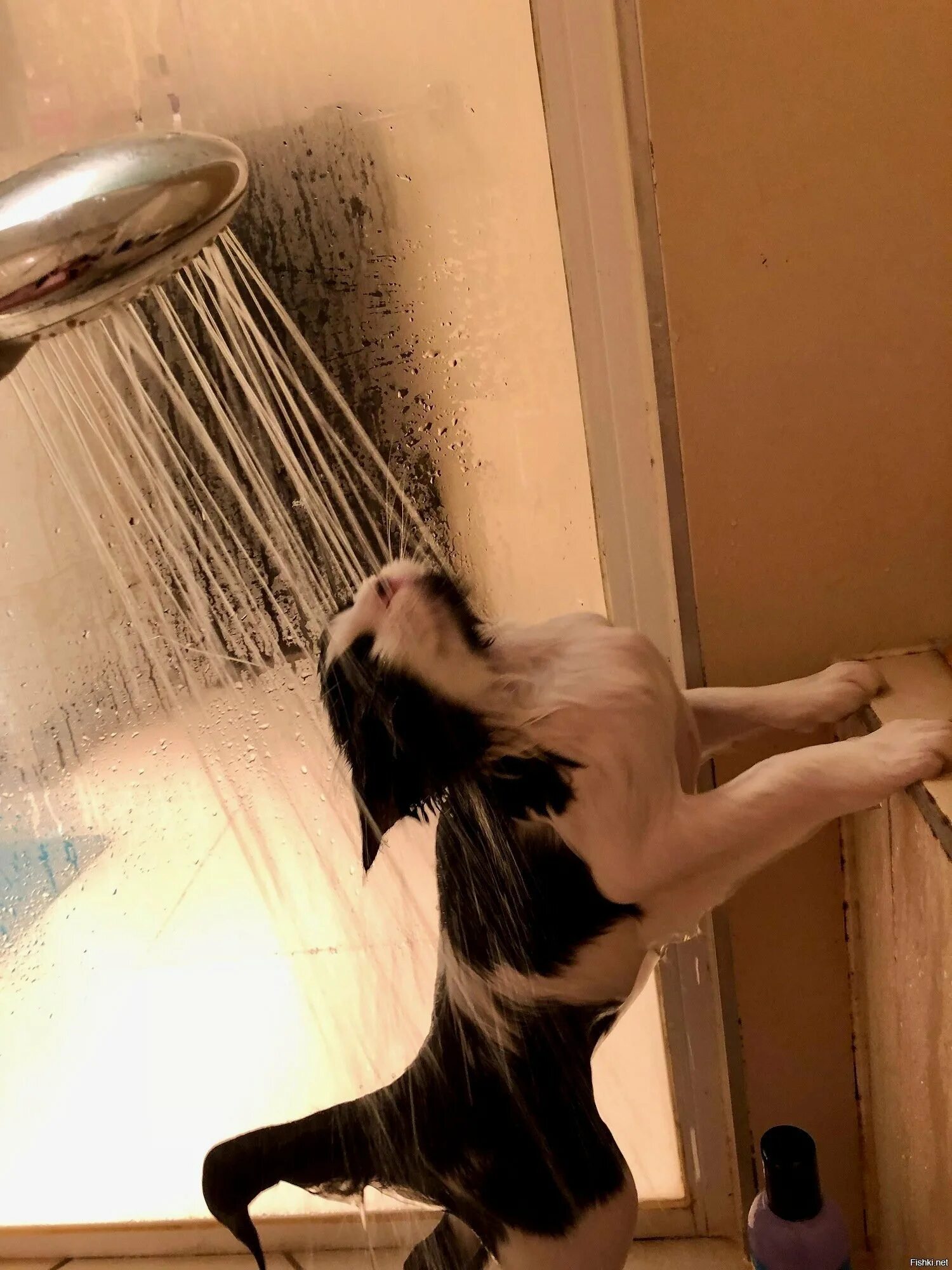 Кот после душа. Кот в душе. котик в душе. кот под душем. кот моется в душе.