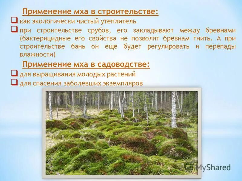 Использование мха. Мох долгунец. Применение мхов. Sphagnum мох. Применение мхов.