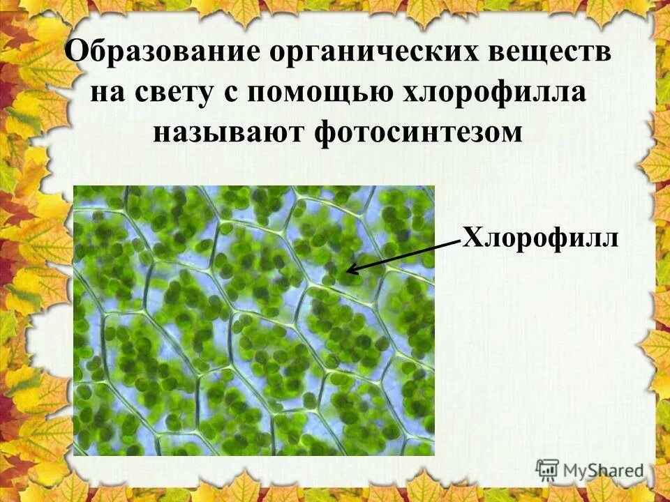 Хлорофилл в жизни растения