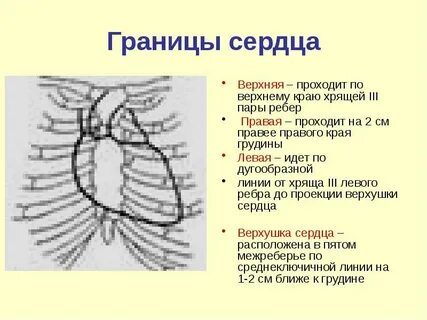 Верхняя и нижняя граница сердца