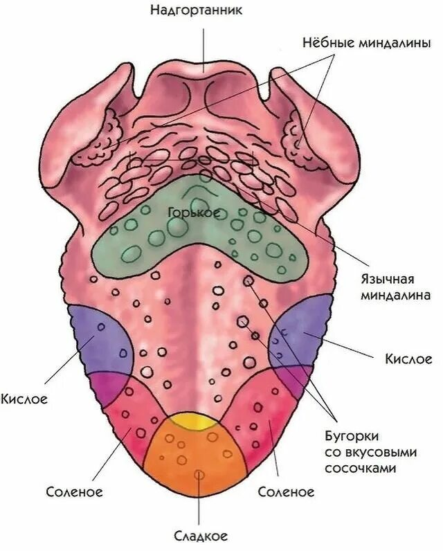 Где едят язык. Рецепторы языка анатомия. Слизистая оболочка языка анатомия. Язык человека строение рецепторы. Вкусовые зоны языка человека анатомия.