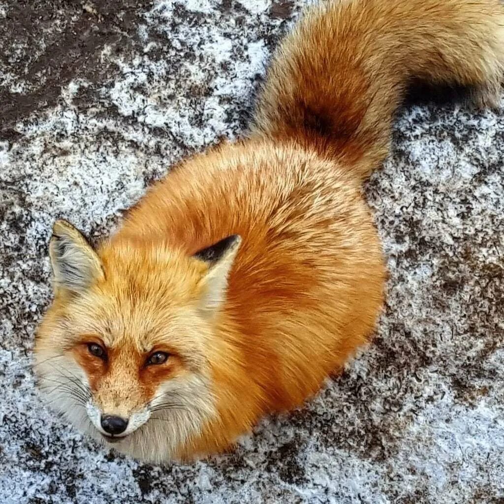 Лисий хвост батплаг. Лиса. Очень красивая лиса. Хвост лисы. Fluffy fox