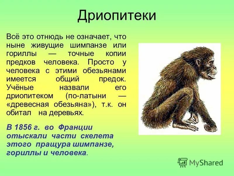 Предок человека называется. Дриопитек характеристика. Дриопитек описание биология. Дриопитеки Эволюция. Дриопитек прямохождение.