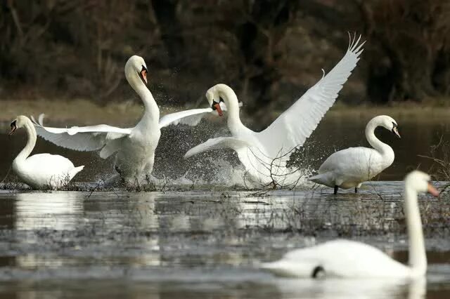 Озеро лебедей Чайковский. Лебединый танец. «Танец лебедей». Брачные танцы лебедей.