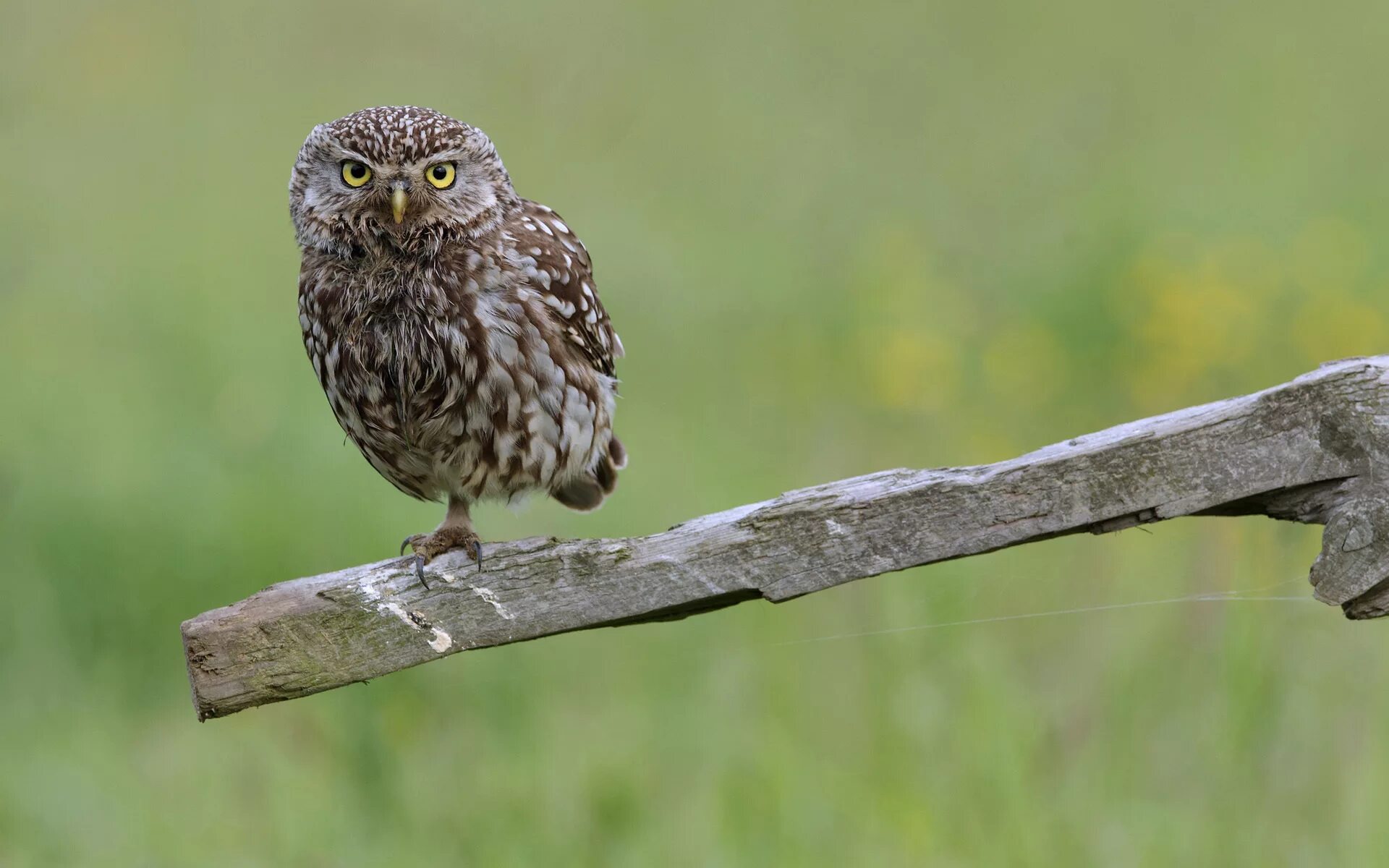 Задание сыча. Сова домовый сыч. Домовой сыч окрасы. Задание сыча. Задание сыча.