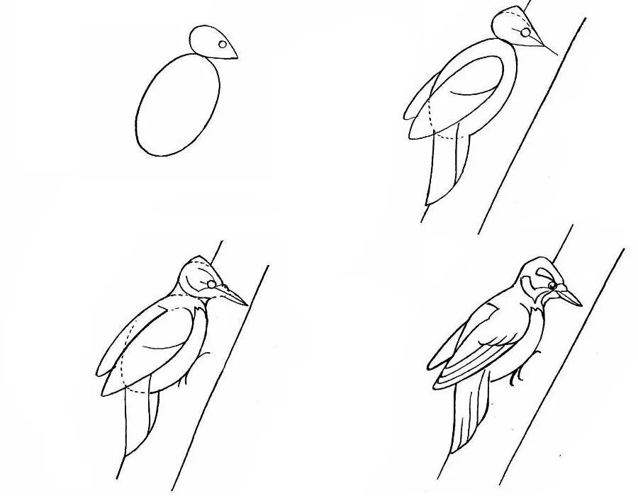 Схема рисования птицы. Поэтапное рисование птиц. Дятел поэтапное рисование для детей. Дятел рисунок для детей карандашом. Рисуем птицу поэтапно презентация 2 класс