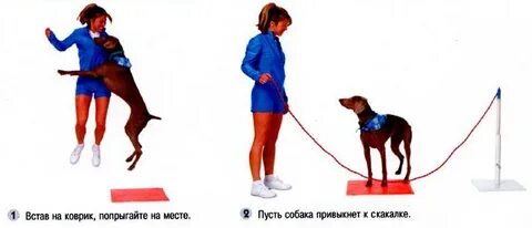 Сколько месяца учить командам