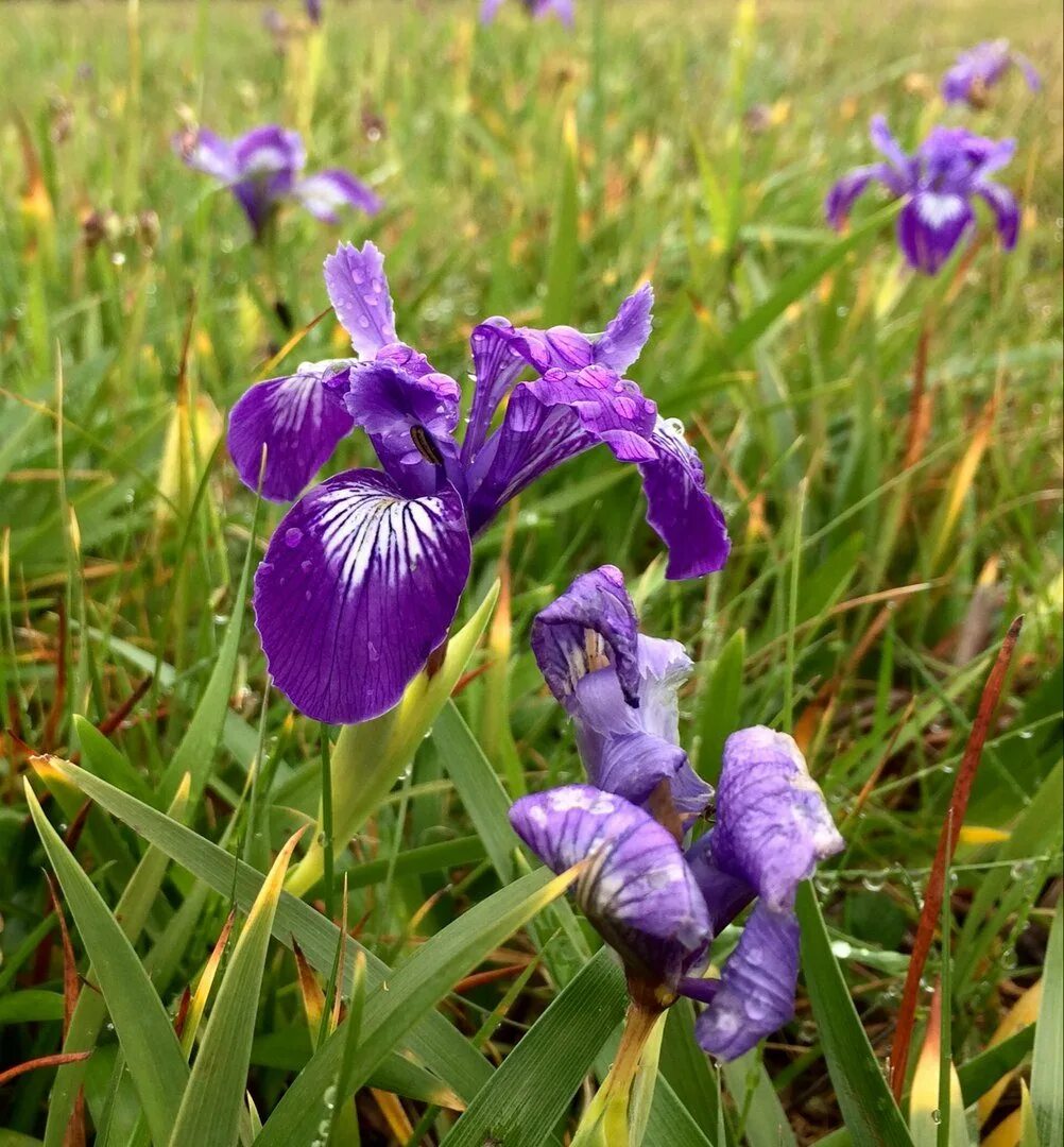 Где растет ирис природная зона. Ирис Касатик. Ирис приземистый (Iris humilis Georgi). Касатик (Ирис) приземистый. Касатик безлистный.