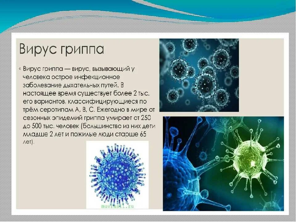 Есть ли вирусы в картинках. Вирус гриппа 5 класс биология. Вирусы по биологии 5 класс. Вирус гриппа сообщение по биологии 5 класс. Информация о вирусах 5 класс биология.