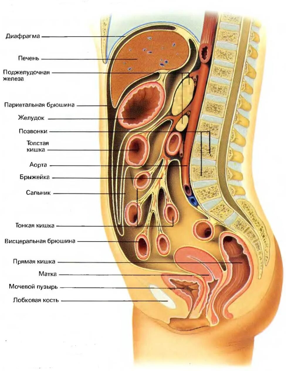 Органы составляющие женскую. Строение органов брюшной полости. Строение брюшной полости человека. Строение органов человека женщины брюшной полости. Строение внутренних органов женщины брюшная полость.