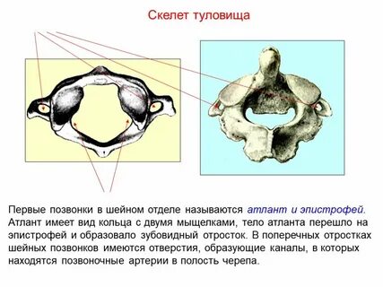 Земноводные 1 шейный позвонок