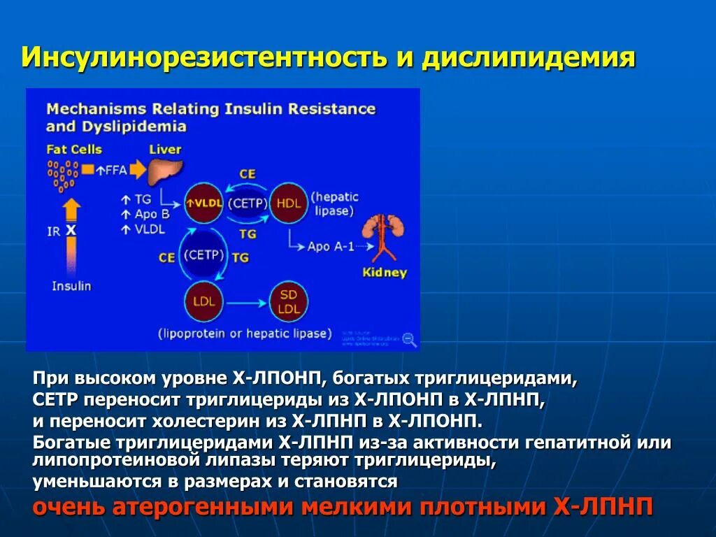 Инсулинорезистентность. Инсулинорезистентность болезни. Причины развития инсулинорезистентности. Клинические проявления инсулинорезистентности.