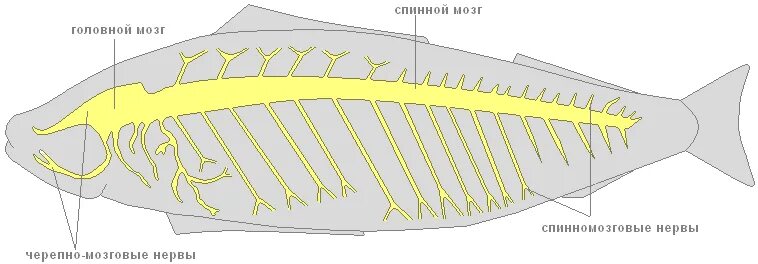 Какую функцию выполняет спинной мозг у акулы