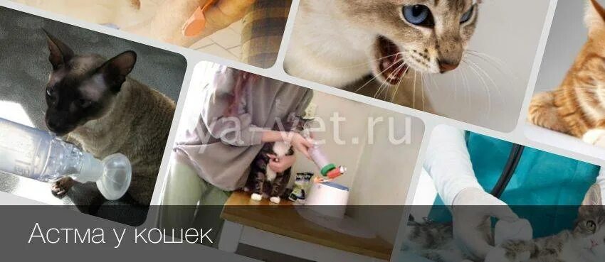 Астма у кота. Астма у кошек. кошка астматик. астма у кота симптомы. бронхиальная астма у кошек лечение.