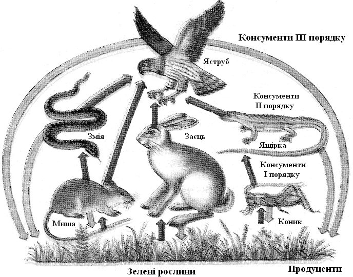 Продуцент детритофаг плотоядное животное. Пищевая цепь продуценты консументы редуценты. Консументы продуценты редуценты 1 2 3 порядка. Консументы 3 порядка цепь. Консументы 1 порядка схема.