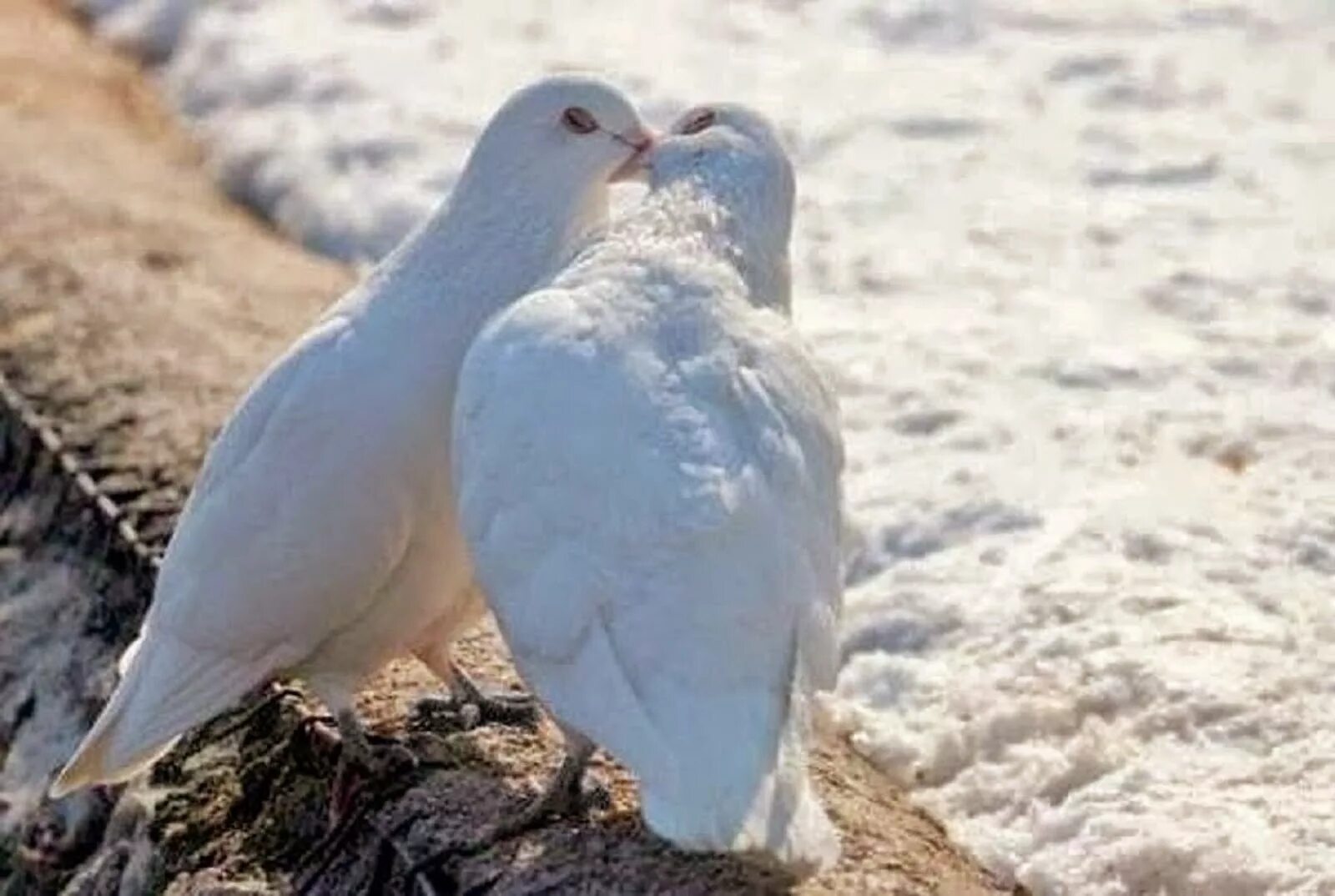 Двое белых. Голубки. Влюбленные голуби. Два белых голубя. Любовь и голуби.