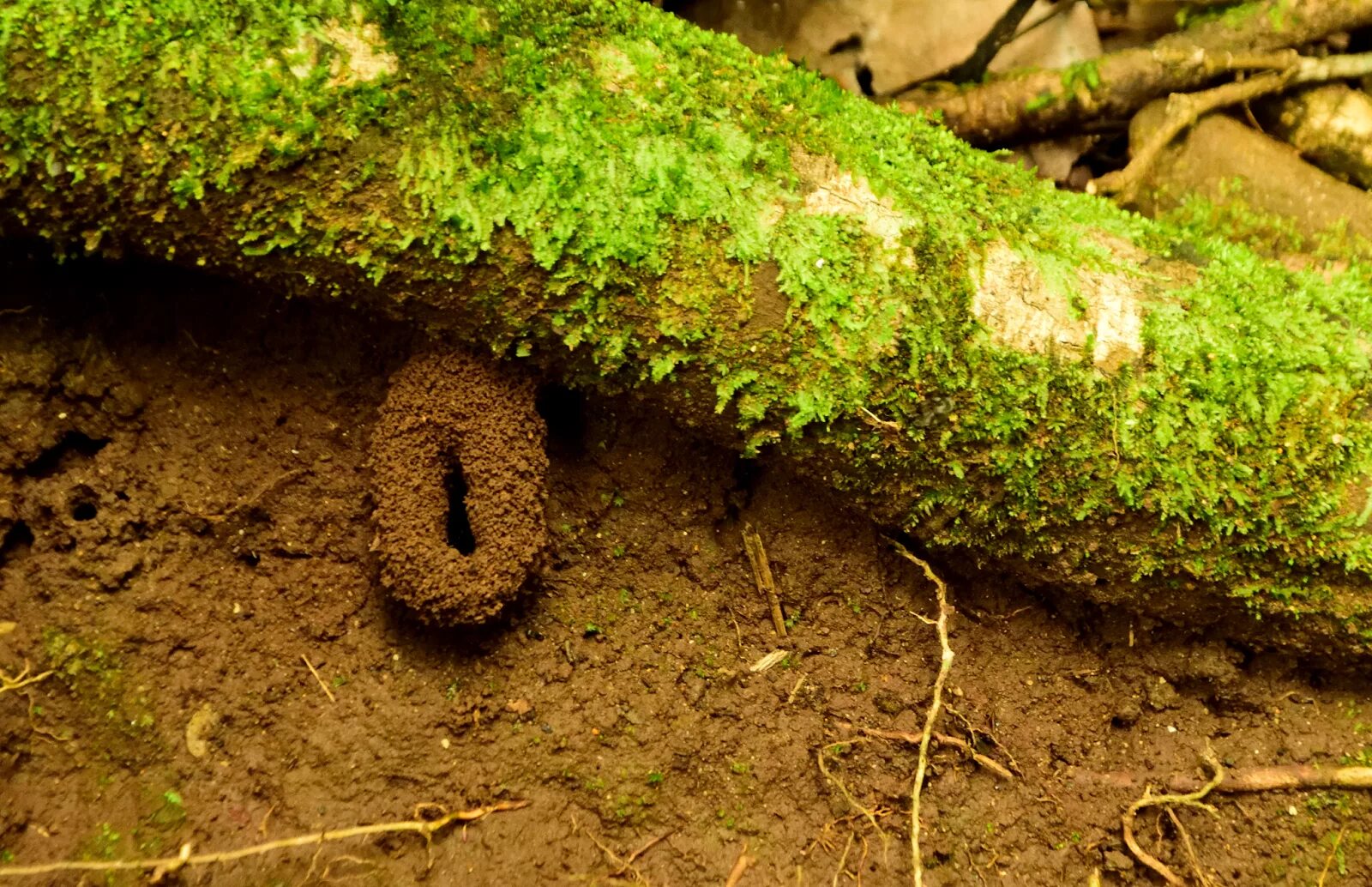 Муравьи граундед. Cork Nest Ant. Ant Nest entrace. Ant Nest квесты. Карта Ant Nest.