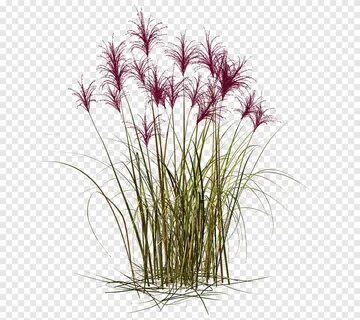 Flowers grasses