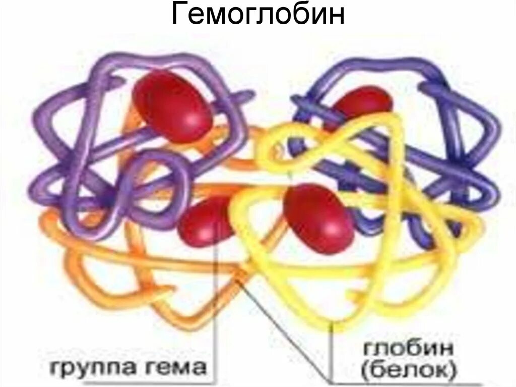 Строение гемоглобина гем и Глобин. Рисунок строения гема гемоглобина. Структура гемоглобина рисунок. Железо в гемоглобине. Первая группа белков