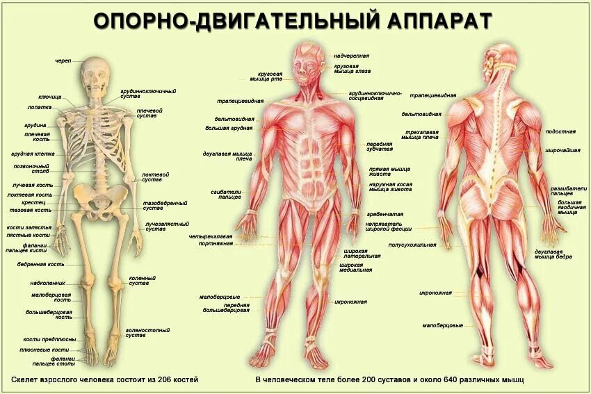 Мышцы и суставы. Опорно двигательная система скелет человека анатомия. Скелет человека с названием костей и мышц. Строение опорно двигательного аппарата скелет. Анатомия человека кости и мышцы.