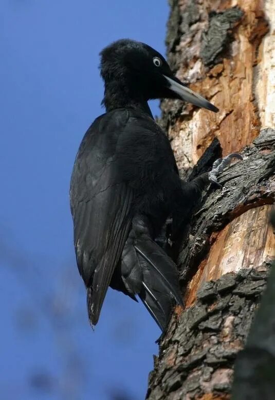 дятел с черной шапочкой. черная птица похожая на дятла. черный дятел. дятел черный большой без красной шапочки. чёрный дятел желна.