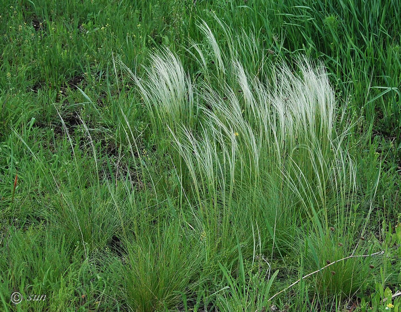 Ковыль почва. Ковыль Лессинга. Ковыль золотистолистный. Лессинга - Stipa lessingiana. Растение ковыль Лессинга.