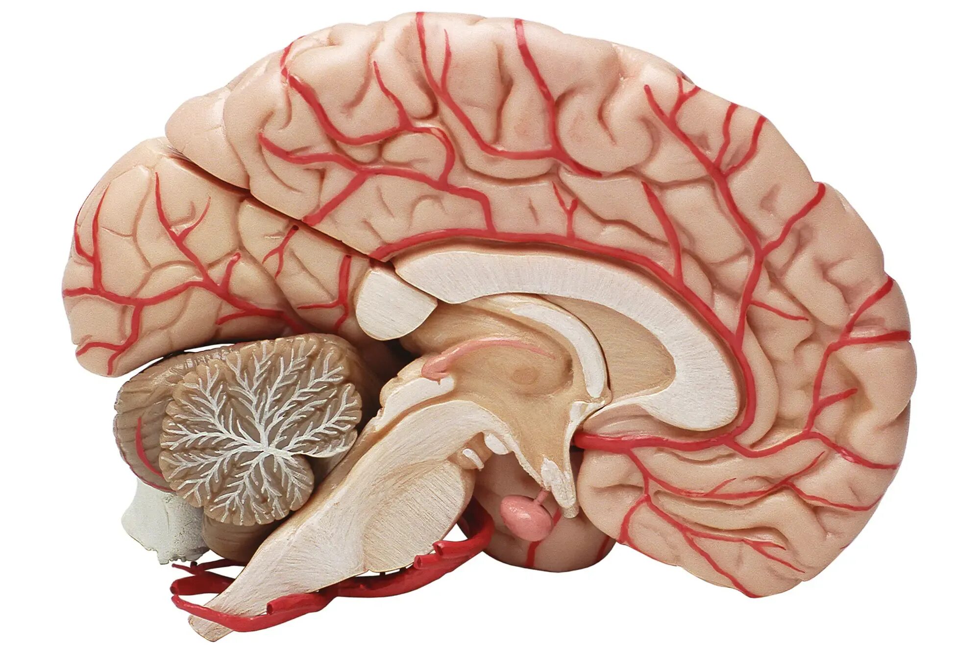 Нервные сосуды головного мозга. Мозолистое тело головного мозга. Кровоток головного мозга.