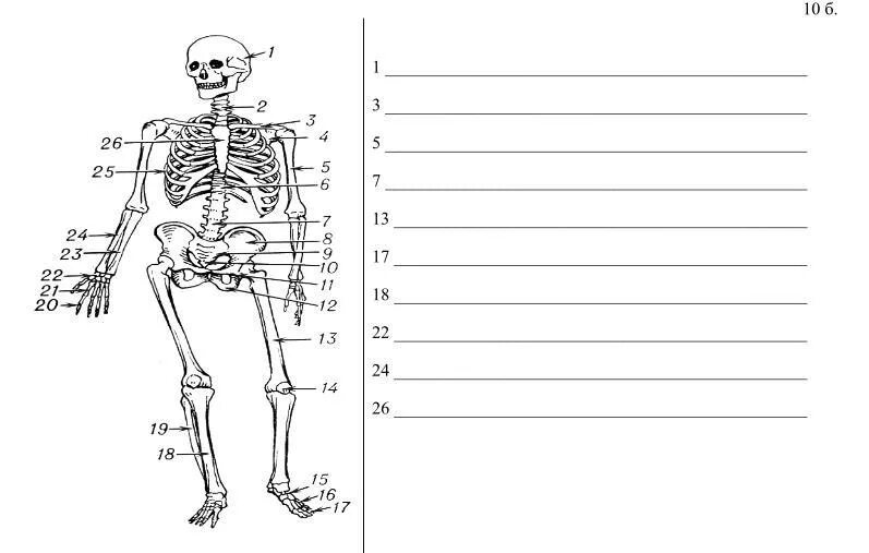 Выберите особенности строения скелета изображенного на рисунке. Строение скелета человека. Запиши названия костей скелета. Скелет человека схема. Скелет человека с цифрами.
