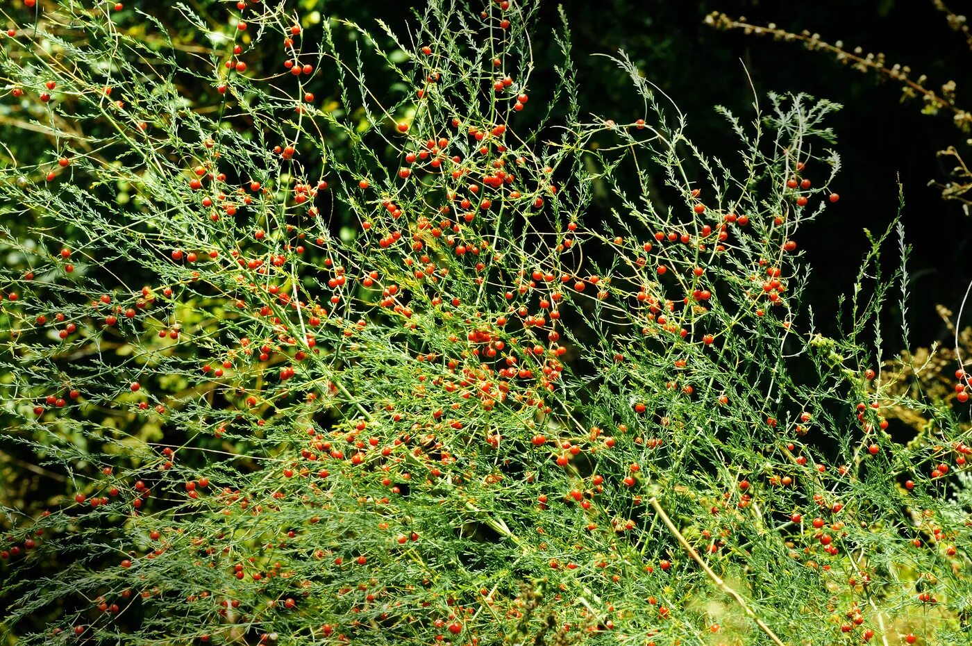 Asparagus spp. wild asparagus Phytognosis