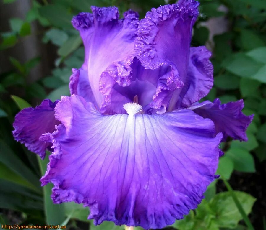 Ирис pepperjack. Ирис п. Ирис триллион бородатый. Ирис п. Ирис center line (t.