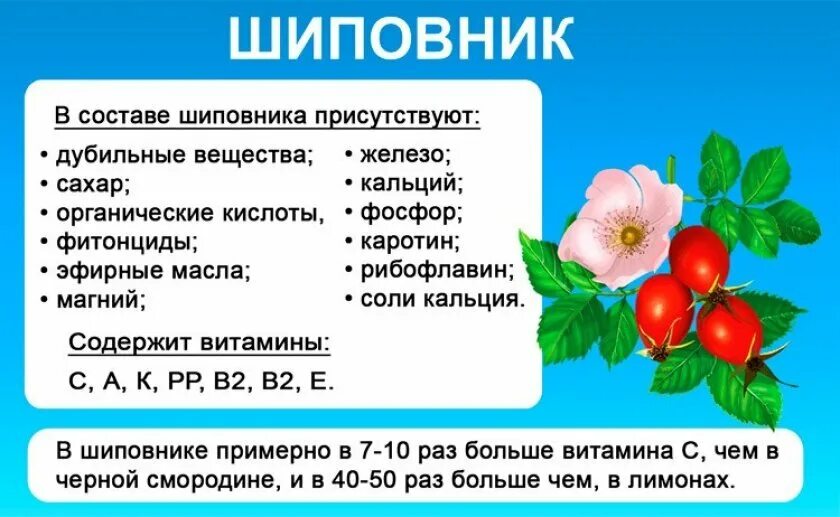 Шиповник содержание. Чем полезен шиповник. витамины в плодах шиповника. содержание витамина с в шиповнике. настой шиповника витамины.