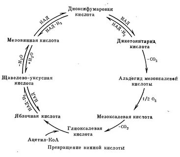 Кислоты биохимия