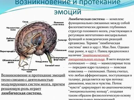 Орган переживаний
