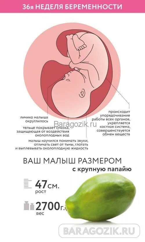 Вес плода в 36 недель беременности. Вес плода по неделям 36 недель беременности. Размер ребенка на 36 неделе беременности. Размеры малыша в 36 недель беременности.