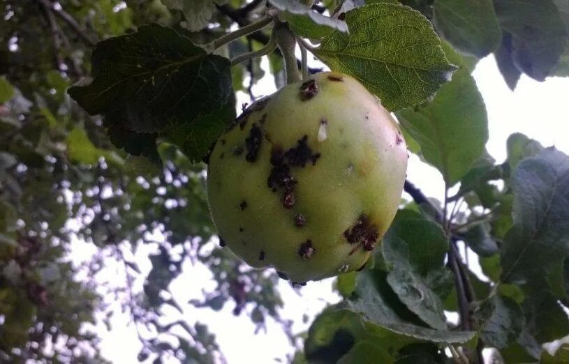 Болезни яблонь парша. Парша на яблоне. Парша на листьях яблони. Парша яблони и груши