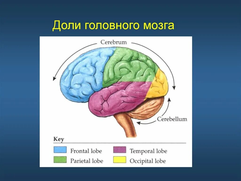 Доли головного мозга мрт анатомия. Доли головного мозга на кт анатомия.