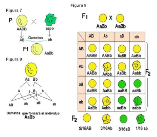 AABB AABB скрещивание. Схема AABB Х AABB. Mendel1 qonunlari. Герб Менделя. Aabb aabb полное доминирование