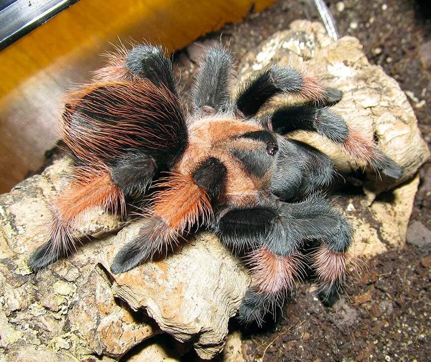 Паук птицеед содержание. Брахипельма эмилия. паук птицеед brachypelma emilia. птицеед эмилия. тарантула брахипельма эмилия.