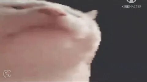Мем кот кивает