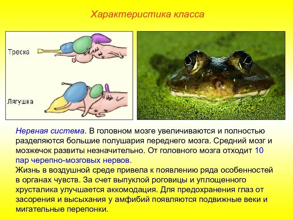 Мозжечок земноводных по сравнению с рыбами. Мозжечок земноводных по сравнению с рыбами