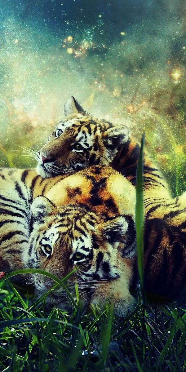 Заставки на телефон тиграми бесплатные. Тигр. Тигр в природе. Тигр обои. Дикая природа.